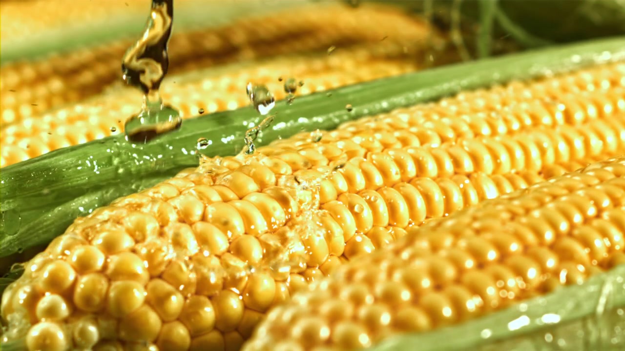 Slow Motion Water Splashing on Fresh Yellow Corn Cobs