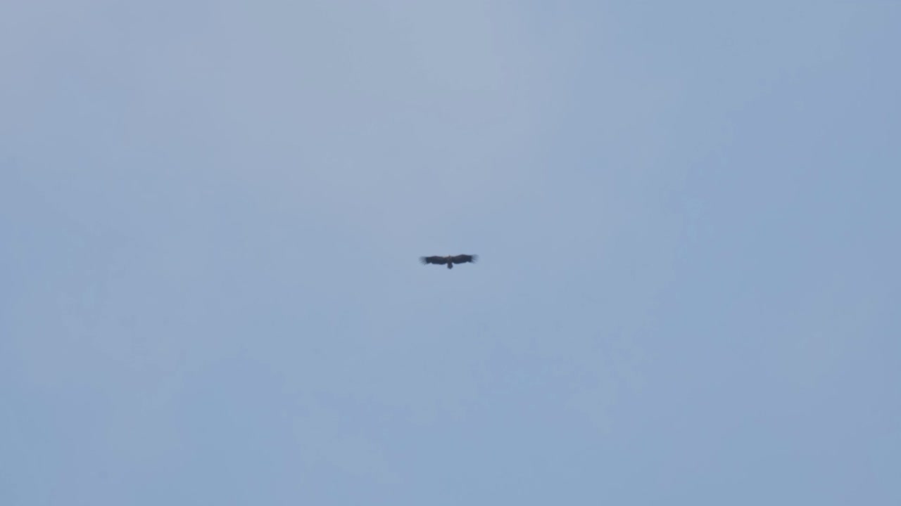 흐린 날 푸른 하늘, 히말라야 그리폰 독수리 집스 히말라옌시스, 태국