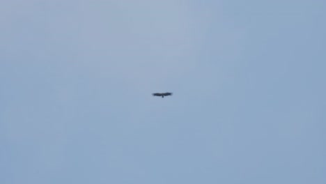 Flying-forward-during-a-cloudy-day-with-blue-sky,-Himalayan-Griffon-Vulture-Gyps-himalayensis,-Thailand