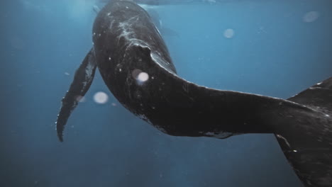 closeup of weathered worn humpback whale tail fluke and spine leading to head