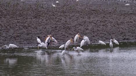 A-group-of-Storks-and-Egrets-standing-by-the-edge-of-a-muddy-riverbank---Wide-shot