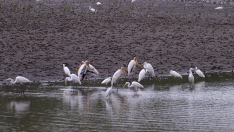 a group of storks and egrets standing by the edge of a muddy riverbank - wide shot