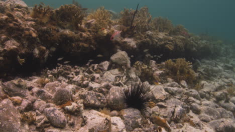 view at the reef of caribbean sea with corals, sea urchins, and reef fishes