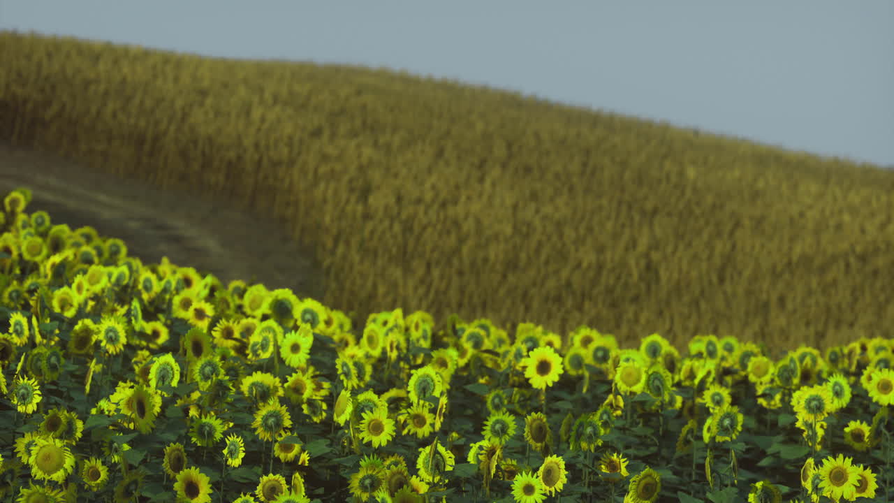 Sunflowers blooming in a vast field near golden corn hills during summer
