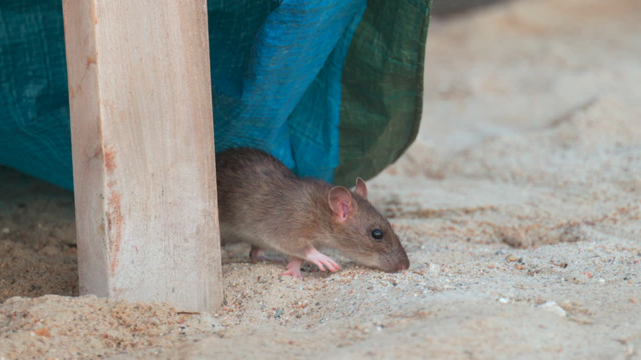 Small brown rat hiding beside a wooden post on sandy ground