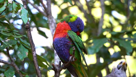 Nahaufnahme-Eines-Wilden,-Wunderschönen-Regenbogenloris,-Trichoglossus-Moluccanus,-Der-In-Seinem-Natürlichen-Lebensraum-Auf-Einem-Ast-Sitzt-Und-Sein-Lebendiges-Und-Farbenfrohes-Gefieder-Putzt-Und-Pflegt