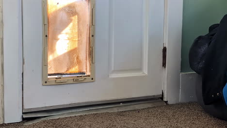 a siberian husky dog that seems to want to enter the house through the door hole