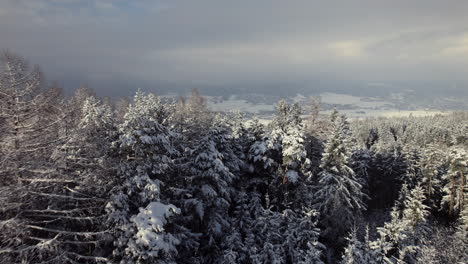 Aerial-flying-over-freshly-snow-covered-trees-and-fields-in-a-beautiful-forest-winter-scenery