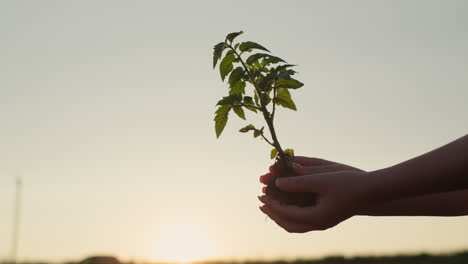 las manos del agricultor sosteniendo una planta de tomate