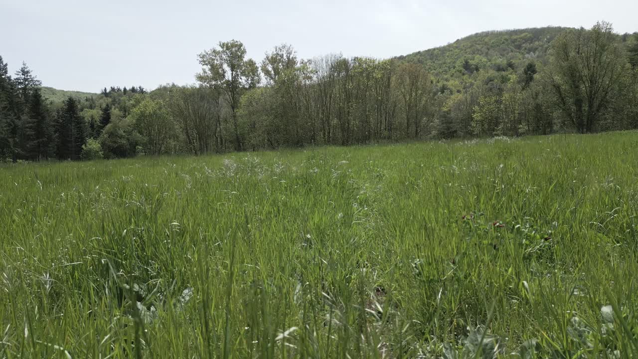 Verdant green meadow gently swaying under luminous clear sky, emanating profound tranquility across expansive rural landscape