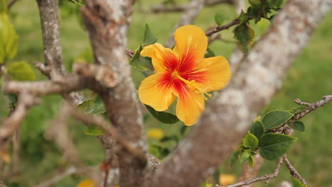 Hibiskusgelbe-Und-Rote-Hawaii-blumenwellen-Im-Wind-Neben-Baumasten