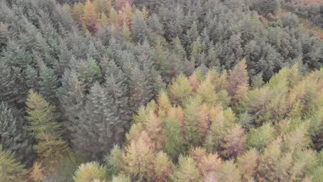 A-forest-in-the-mountains-in-Ireland-during-an-overcast-day