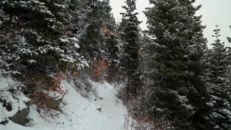 tilt up shot revealing a beautiful small snowy hiking trail surrounded by pine trees on the stewart falls hike in provo canyon, utah on a cold overcast winter day