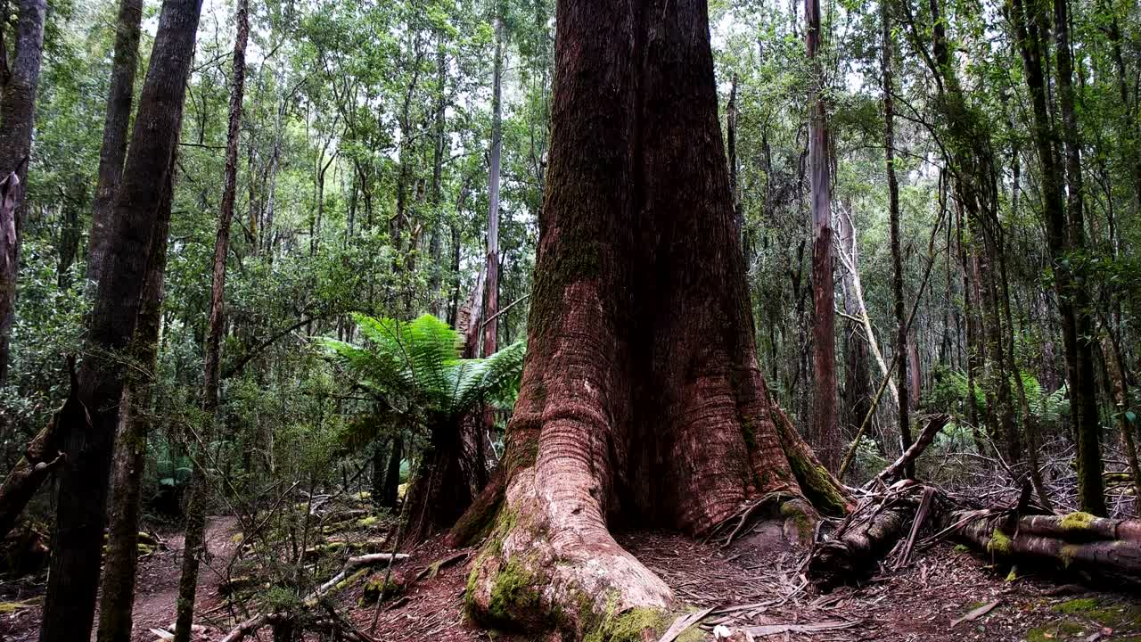 una fotografía inclinada de un enorme árbol de goma de pantano en tasmania