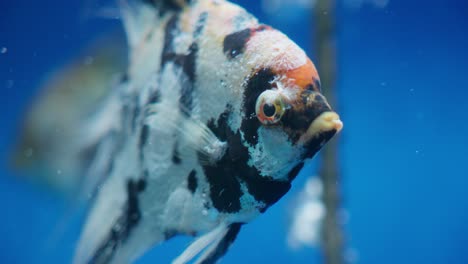 aquarium, next to an angelfish, in an illuminated tank