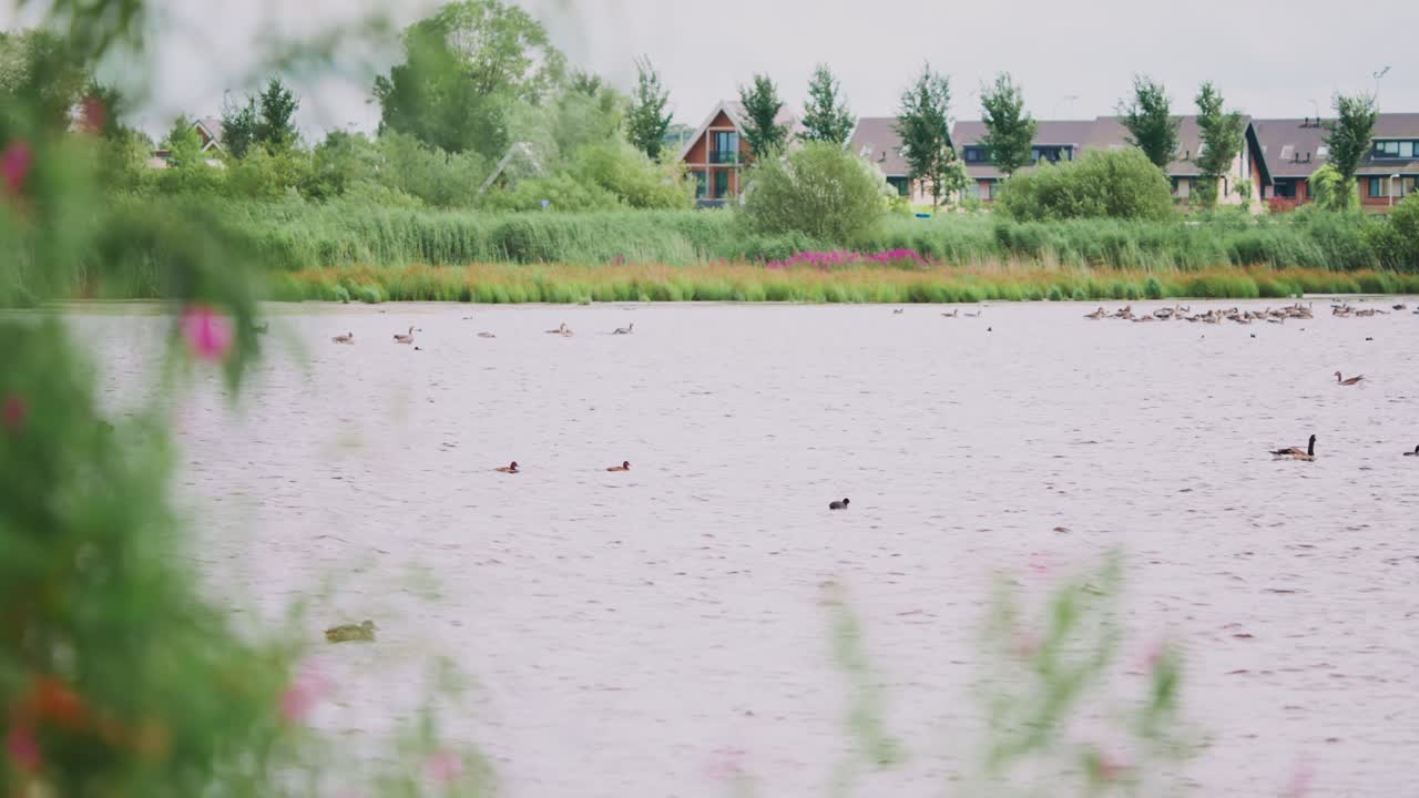물새 무리는 도시 개발에서 습지로 보호 된 강에서 평화롭게 떠다니고 수영합니다.