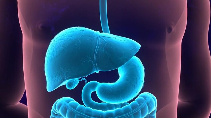 3D medical animation showing torso with liver, stomach and intestines glowing blue on purple background in a detailed anatomical visualization