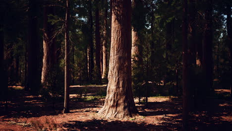 Early-morning-sunlight-in-the-Sequoias-of-Mariposa-Grove