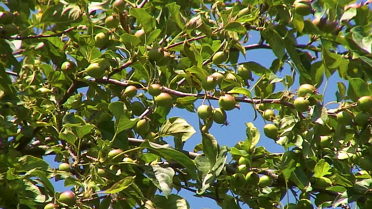 manzanas silvestres que crecen en una rama de un manzano silvestre con un cielo despejado como fondo
