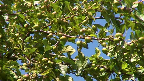 Holzäpfel-Wachsen-Auf-Einem-Zweig-Eines-Holzapfelbaums-Mit-Einem-Wolkenlosen-Himmel-Als-Hintergrund