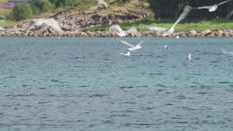 seagull feeding frenzy behavior - seagull catching fish in the water