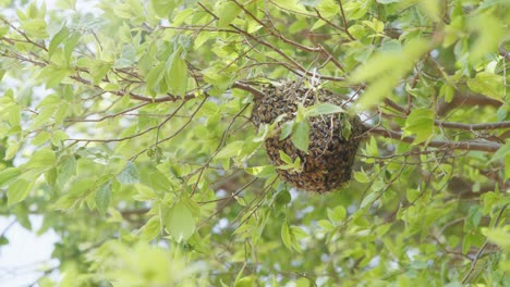 Bola-De-Abeja-En-Un-árbol-En-4k