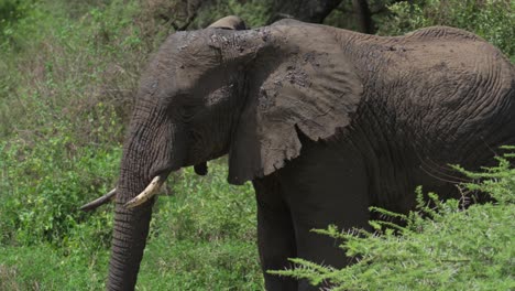 a large elephant walks through thorn bushes