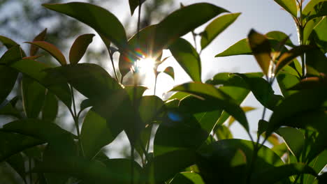 Sol-A-Través-De-Los-árboles-Jóvenes