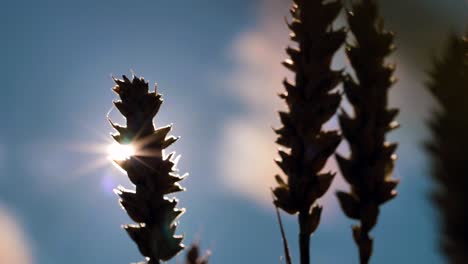 Puesta-De-Sol-De-Cebada-Jugada-Con-La-Luz-Del-Sol