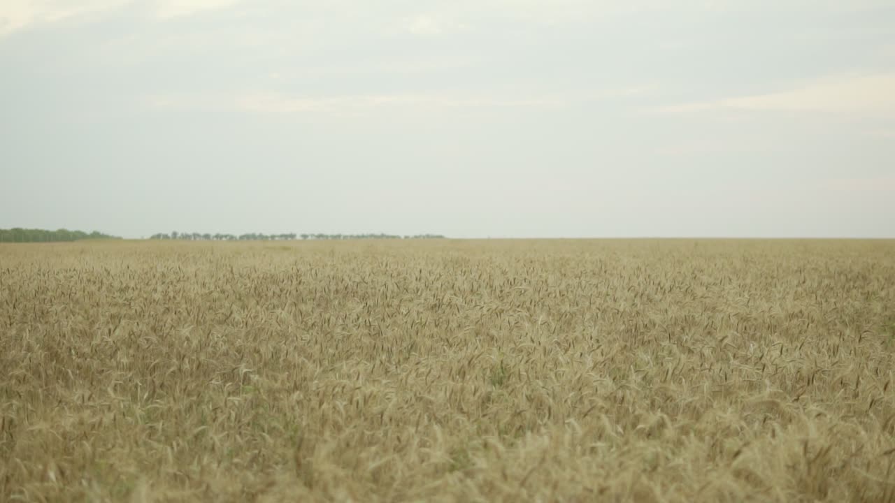 Close up view of golden wheat field. Slow Motion shot