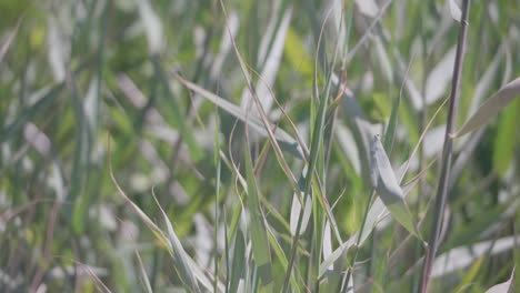 close-up of green reeds swaying gently in the wind by the shore on a sunny day. peaceful natural movement ideal for nature, relaxation, or wellness themes