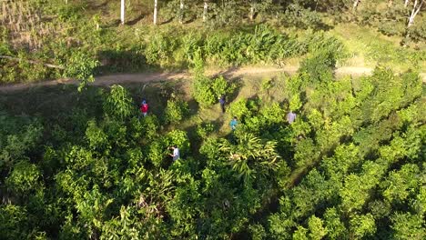 árboles-De-Té-Verde-En-La-Naturaleza