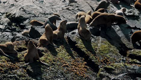 Colonia-De-Lobos-Marinos-Y-Lobos-Marinos-Sobre-Islas-Rocosas-En-El-Canal-Beagle,-Tierra-Del-Fuego,-Sur-De-Argentina