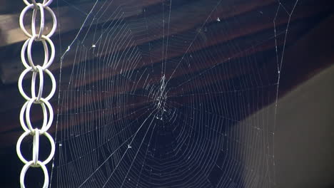 spider web and japanese rain chain