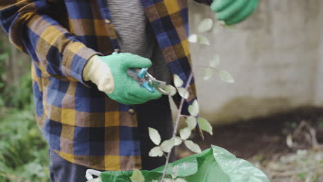 close up of skilled gardening hands cutting weeds tree with professional tools scissors