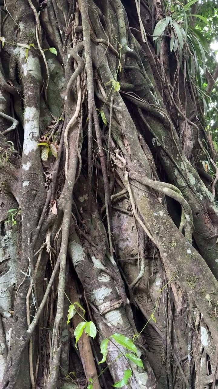 Close-Up of Ancient Tree Trunk with Intertwining Roots and Vines