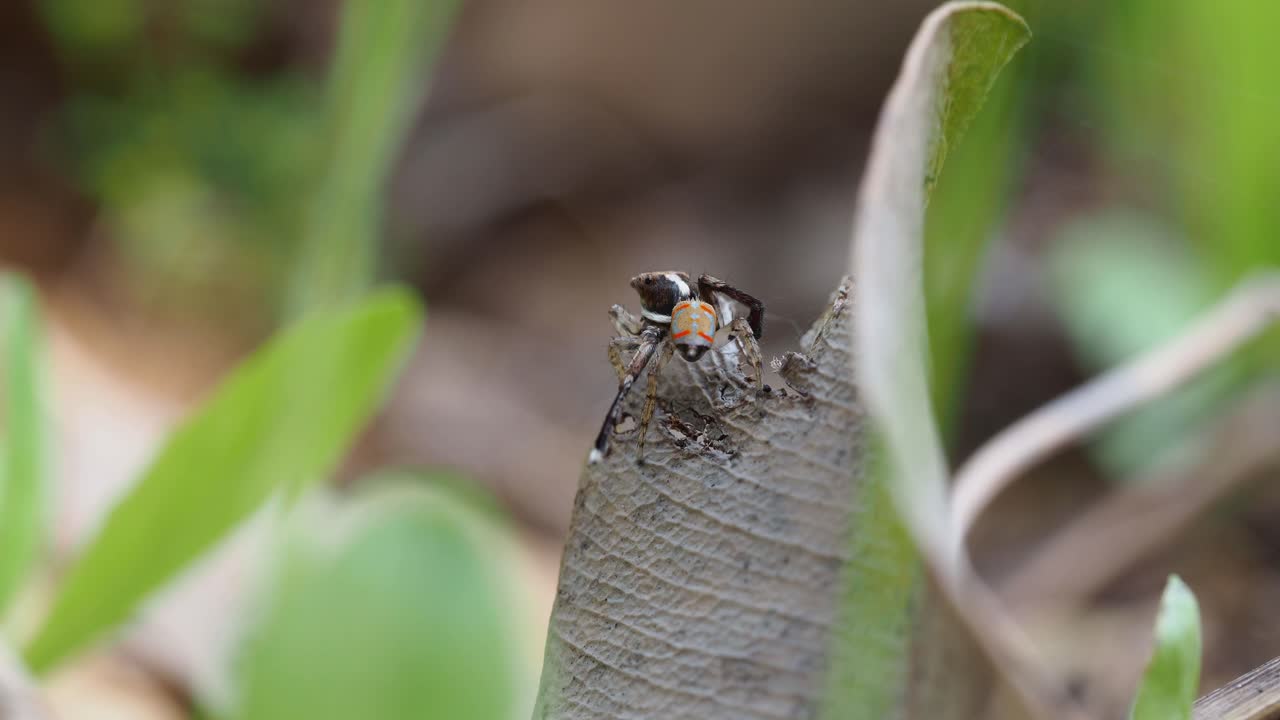 araña pavo real, macho maratus pavonis