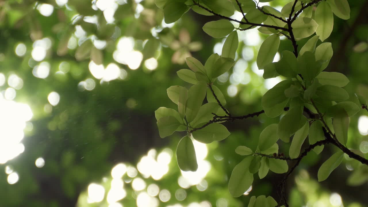 Sunlight Through Green Leaves
