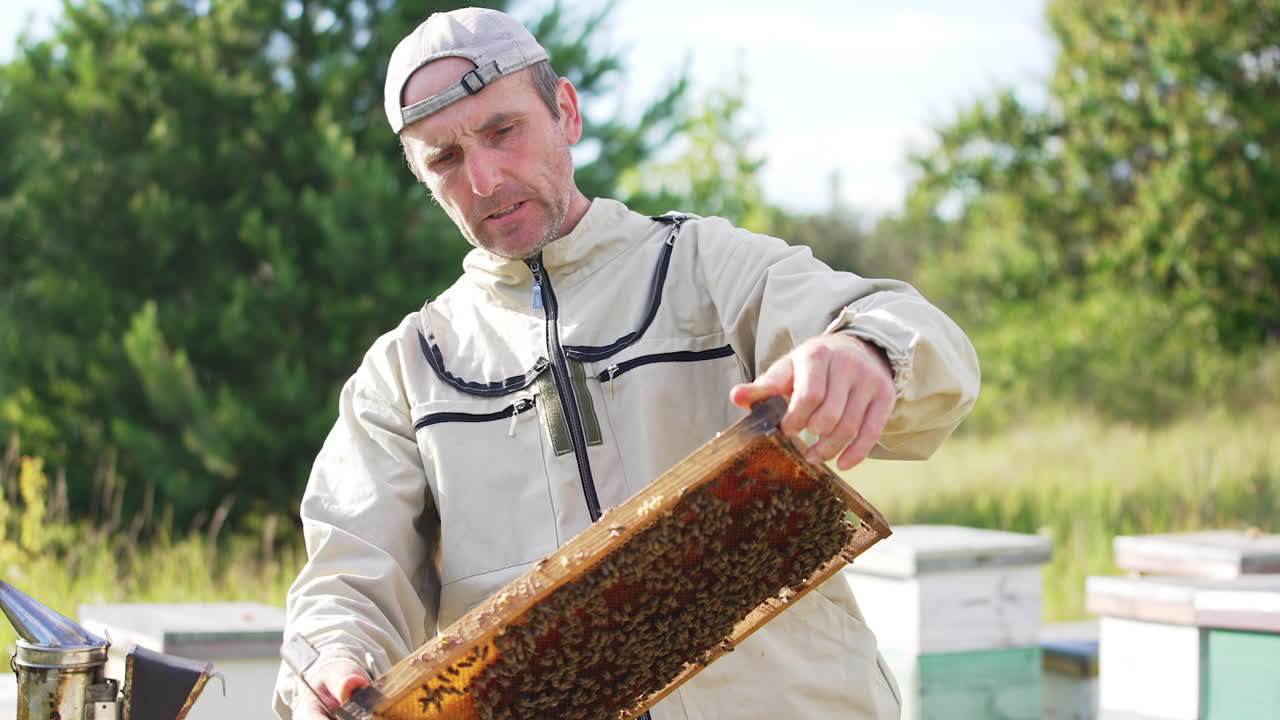 Male beekeeper looks at the full frame in his hands. Man checking up the frame covered with bees attentively. Nature backdrop in blur.