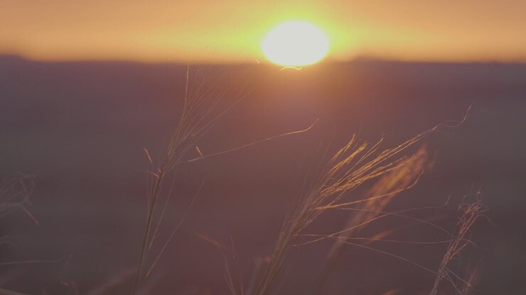 Il tramonto nel campo