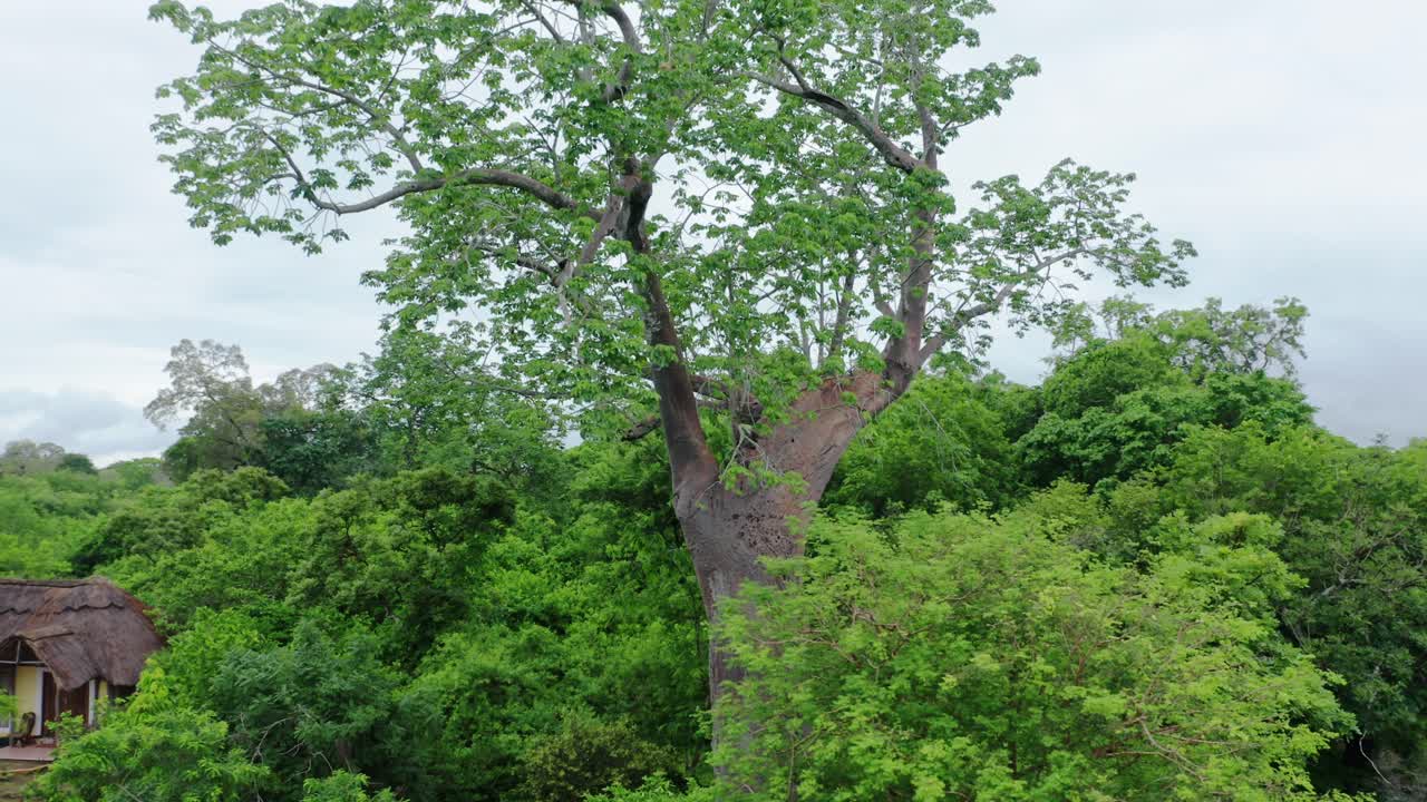 Aerial drone shot of a baobab tree flying over trees. Selous jungle, Tanzania, cloudy day.
