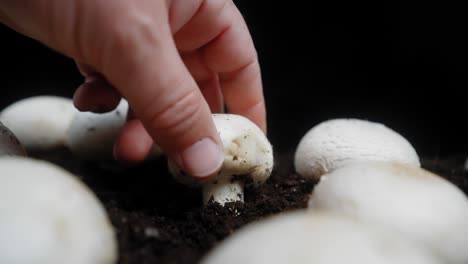primer plano macro de recoger un hongo blanco fresco del jardín