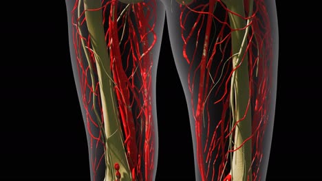 ciencia anatomía de los vasos sanguíneos humanos