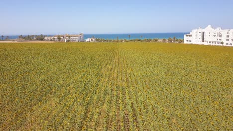 toma aérea baja de un campo de girasoles con el mar detrás