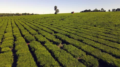 Tractor-Cosechando-Té-Verde-En-Un-Campo-De-Té-Verde.