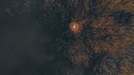 bote pequeño y juncos en un lago, vista aérea hacia abajo