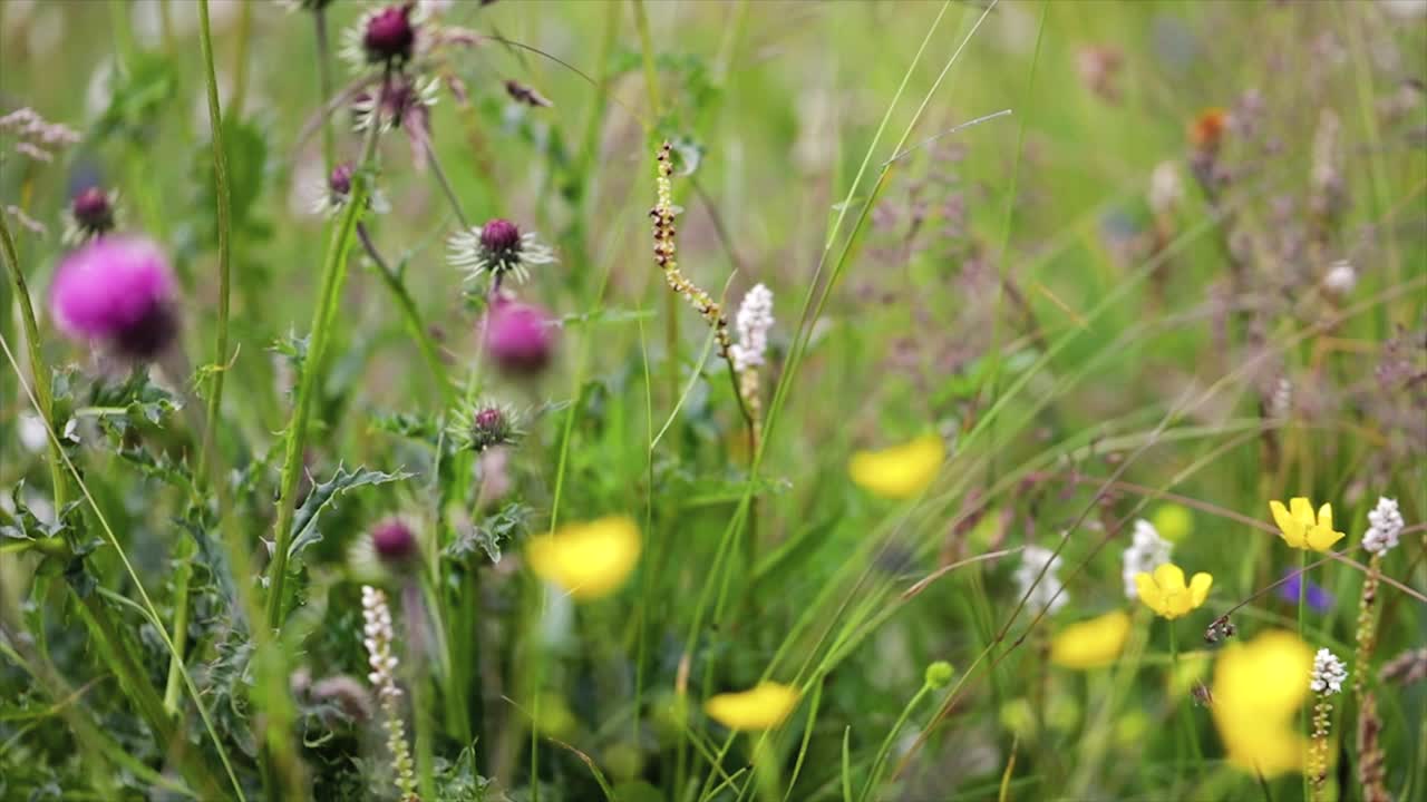 fondo abstracto de las flores alpinas.