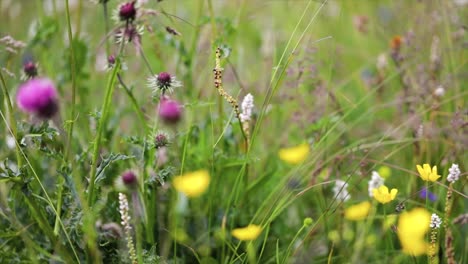 abstracte achtergrond van alpine bloemen.