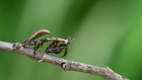 Parablepharis-Kuhlii,-Mantis,-Material-De-Archivo-4k