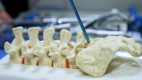 Blue pointer touching the spine dummy. Close up. Mock-up of a skeleton used at demonstration neurosurgery techniques.
